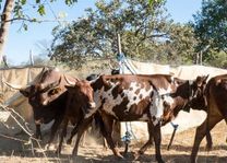 African Bush Camp Foundation - Mambanje Animal Health Initivative Project - Zimbabwe