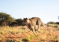 Africat - Okonjima Nature Reserve - Namibie