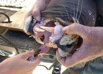 Africat - Okonjima Nature Reserve - onderzoek - Namibie