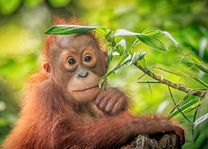 Baby Orang Oetan in Sepilok - Maleisië - foto: Canva