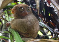 Bohol - spookdiertje Filipijnen - CTTO - Intas - foto: Intas