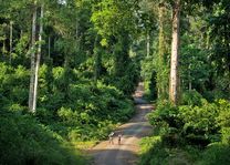 Borneo Rainforest Lodge - jungle - Danum Valley - Maleisië - foto: Borneo Rainforest Lodge