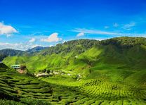 Cameron Highlands - Maleisië - foto: Canva