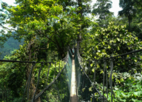 Canopy walk door de boomtoppen in Taman Negara - Maleisië - foto: Canva