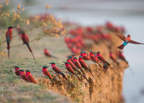 Carmine Bee eaters - South Luangwa - Zambia - foto: Time + Tide