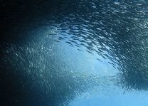 Moalboal sardines Cebu - Filipijnen