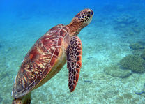 Filipijnen - Apo Island - schildpad