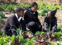 Food and Trees for Africa - community tree planting township - Zuid-Afrika