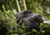 Gorillas Volcanoes National Park - Rwanda - foto: OneOnly Gorillas Nest