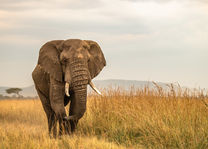 Governors Camp - olifant - Masai Mara - Kenia - foto: Governors Camp