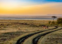 Impala - savanne - Kenia - foto: pixabay