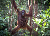 Orang Oetan op Kalimantan - Indonesië - foto: flickr