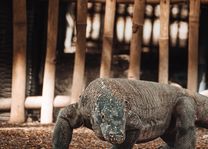 Komodo varaan (Komodo) - Indonesië - foto: unsplash