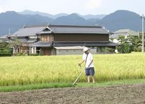 Landbouw platteland - Japan