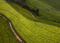 Theeplantage landschap - Rwanda - foto: Visit Rwanda