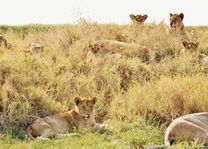 Leeuwen - Serengeti - Tanzania - foto: pixabay