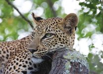 Marataba Safari Lodge  - luipaard - Marakele - Zuid-Afrika - foto: Marataba Safari Lodge