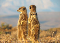 Meerkat Tour - Zuid-Afrika