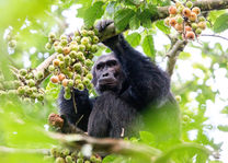 Nyungwe Forest - chimpanseetrekking - Rwanda - foto: Visit Rwanda