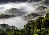 Nyungwe Forest - regenwoud - Rwanda - foto: Visit Rwanda