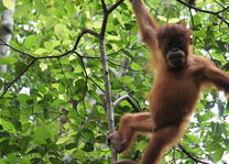 Orang Oetan in Gunung Leuser National Park nabij Bukit Lawang (Sumatra) - Indonesië - foto: flickr