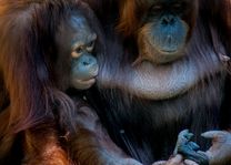 Orang Oetan op Borneo - Maleisië - foto: unsplash