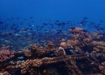 Snorkelen in Pemuteran (Bali) - Indonesië - foto: unsplash