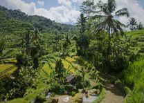 Rijstterrassen rondom Sidemen (Bali) - Indonesië - foto: unsplash