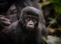 Sanctuary Gorilla Forest Camp - gorilla - Bwindi - Oeganda