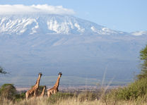 Satao-Elerai-Camp-giraffe-Amboseli-National-Park-Kenia.jpg