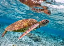 Schildpad - ANAC - Mozambique