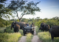 Simbavati River Lodge - gamedrive - Timbavati - Zuid-Afrika - foto: Simbavati River Lodge