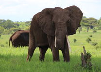 Tarangire - green season - olifanten - Tanzania - foto: Martijn Visscher