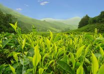 Theeplantage bij Cameron Highlands - Maleisië - foto: Canva