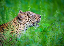 Time Tide Nsolo - luipaard - South Luangwa - Zambia - foto: Time Tide Nsolo