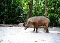 Wild zwijn op Gaya Island - Maleisië - foto: flickr