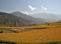 Rijstvelden Dochu la pas - Bhutan - foto: Marloes Wijnhoff