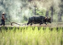 boer met buffel - Cambodja - foto: archief