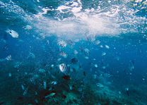 duiken en snorkelen - waterwereld - Mauritius - foto: unsplash