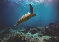 Duiken - zeeschildpad - Sipadan - Borneo - Maleisië