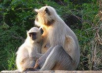 Apen in het Ranthambore National Park - Ranthambore National Park - India - foto: Karin Nuijt