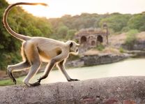 Witte aap, Ranthambore Fort - India - foto: Archief