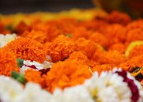 kleurrijke bloemen bij Bodhgaya 2 - Bodhgaya - India - foto: Archief