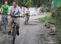 aapjes langs de weg tijdens fietstour in Rajasthan - Rajasthan - Udaipur - India - foto: Bhawani Singh Chandela