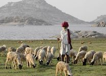 schapenherder op platteland bij Bera Jawai - Bera - India - foto: Castle Bera