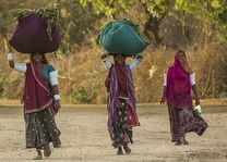 Rajasthan dames met oogst - Bera - India - foto: Castle Bera