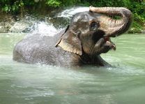 Olifant in het water in Tangkahan (Sumatra) - Indonesië