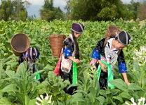 Hmong vrouwen oogsten tabak in traditionele kleding - Laos