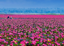 lotusmeer bij Udon Thani - Thailand - copyright: TAT - foto: TAT