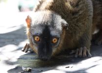 Close-up lemuur Isalo - Isalo - Madagaskar - foto: Martijn Visscher